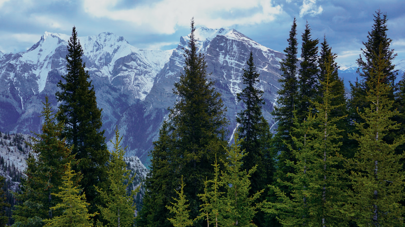 person holding silver fork and knife